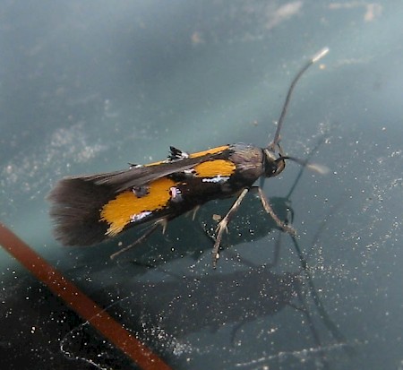 Chrysoclista lathamella