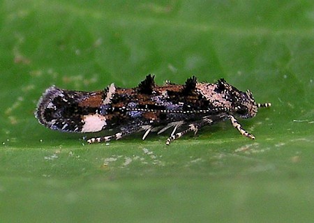 Mompha conturbatella