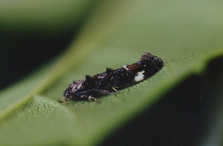 Mompha conturbatella