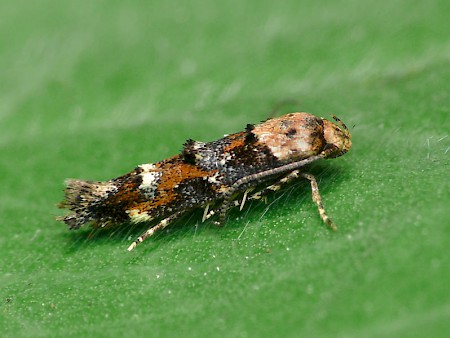 Mompha lacteella