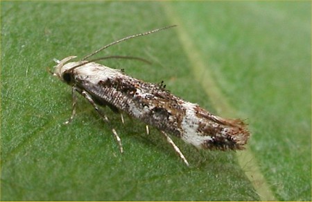 Mompha lacteella