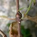 Feeding • Larval gall on Epilobium • © David Slade