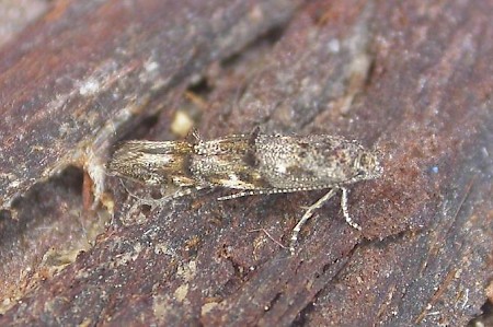 Mompha miscella