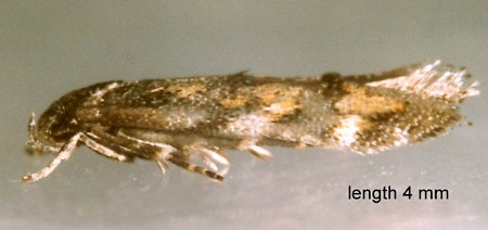 Mompha miscella