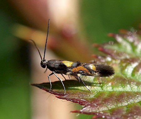 Mompha locupletella