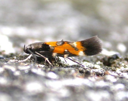 Mompha locupletella