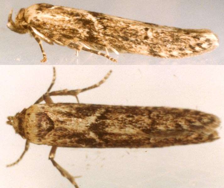 Blastobasis adustella Adult | UKmoths