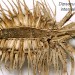 Feeding • In damp Dipsacus fullonum seedheads. January. Imago reared. • © Ian Smith