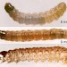 Larvae • In soft damp Dipsacus fullonum seedheads. January. Imago reared. • © Ian Smith