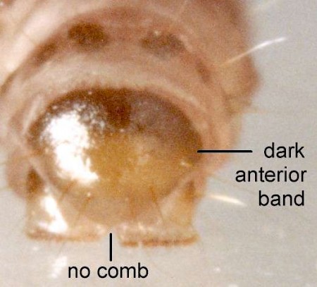 Blastobasis adustella