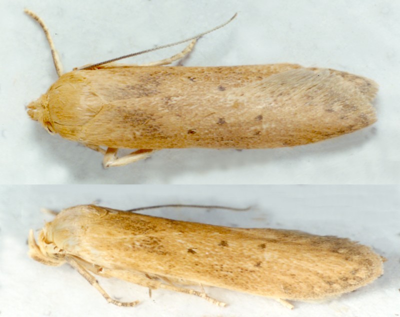 Blastobasis lacticolella Adult | UKmoths