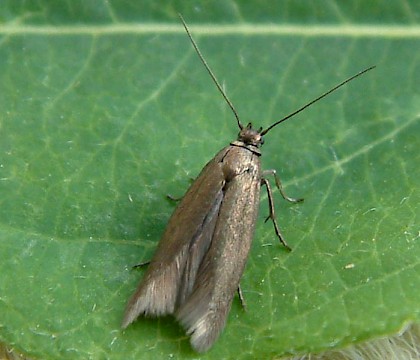 Scythrididae