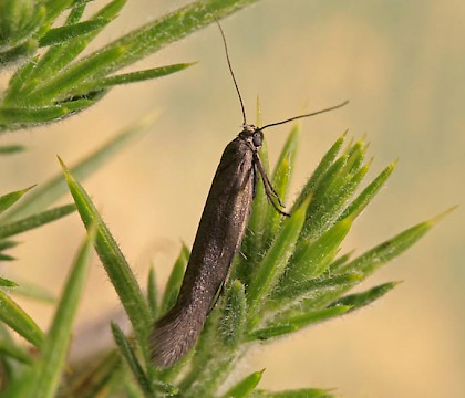 Adult • Dannonchapel, North Cornwall, June • © Phil Boggis