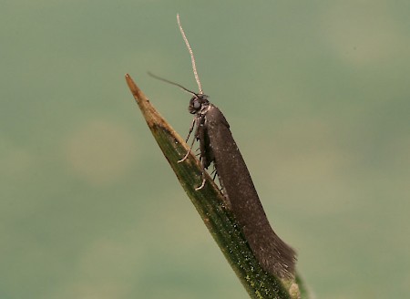 Scythris grandipennis