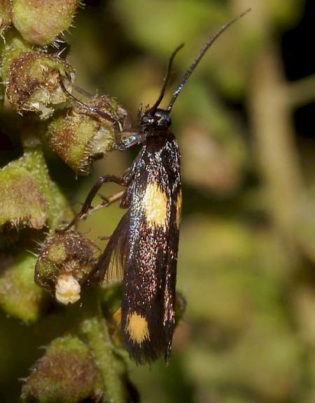 Scythris sinensis