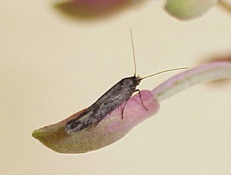 Scythris inspersella