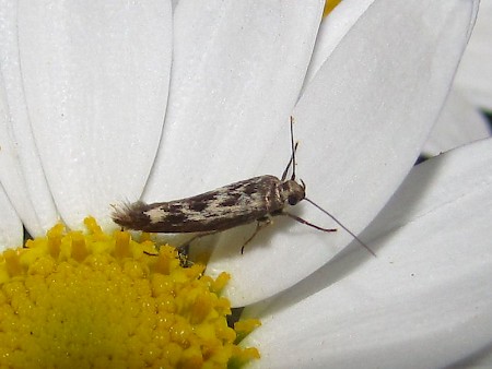 Scythris cicadella