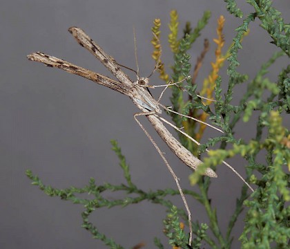 Adult • Jersey, Channel Islands, reared from larva • © Keith Tailby