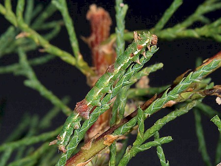 Tamarisk Plume Agdistis tamaricis