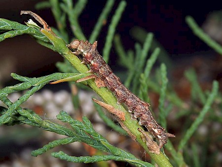 Tamarisk Plume Agdistis tamaricis