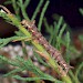 Larva • Jersey, Channel Islands • © Keith Tailby