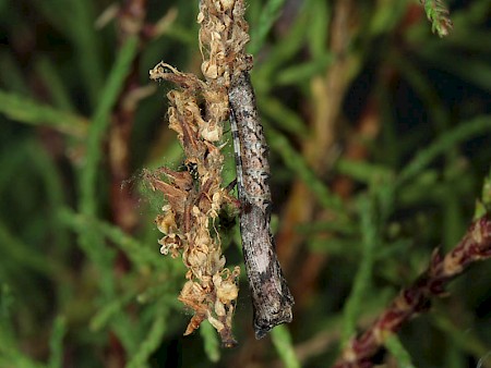 Tamarisk Plume Agdistis tamaricis