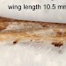 Forewing • Forewing of adult. August. Derbyshire. • © Ian Smith