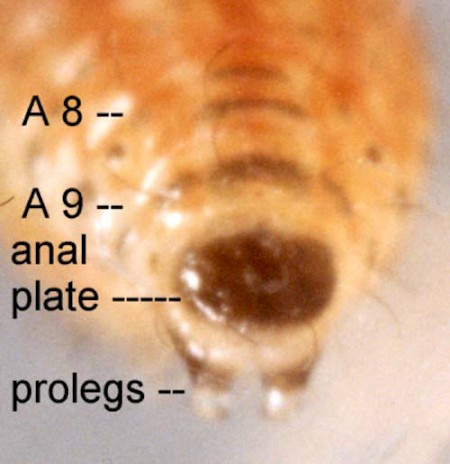 Triangle Plume Platyptilia gonodactyla