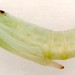 Pupa • ex larva on Tussilago farfara. Cheshire. • © Ian Smith