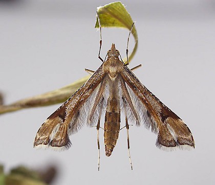 Adult • ex. Pupa on S. virgaurea, Lynmouth, N. Devon • © Bob Heckford