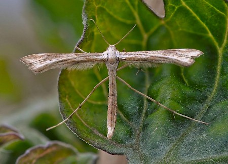 Hoary Plume Platyptilia isodactylus