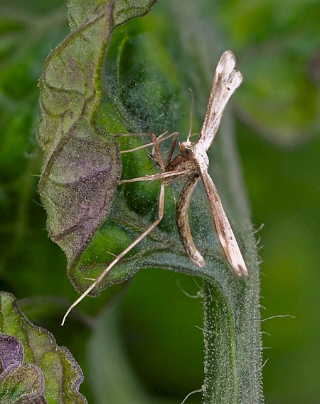 Hoary Plume Platyptilia isodactylus