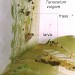 Feeding • Stem of Tanacetum vulgare, April. Imago reared. Queensferry, Flints. • © Ian Smith