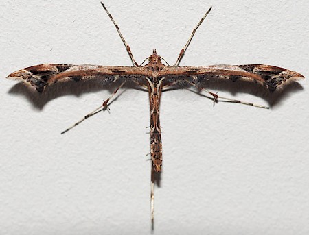 Beautiful Plume Amblyptilia acanthadactyla