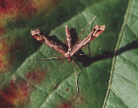 Beautiful Plume Amblyptilia acanthadactyla