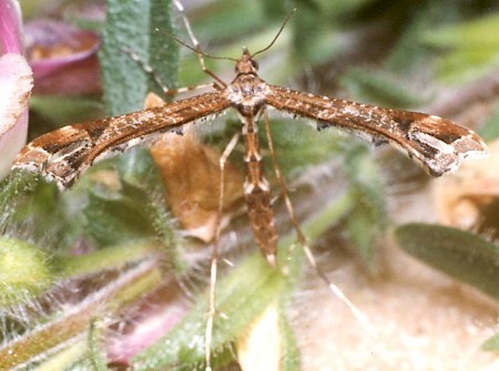 Beautiful Plume Amblyptilia acanthadactyla