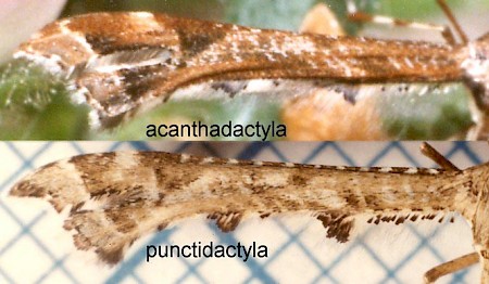 Beautiful Plume Amblyptilia acanthadactyla