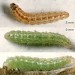 Larva • On Ononis repens. Cornwall. August. Imago reared. • © Ian Smith