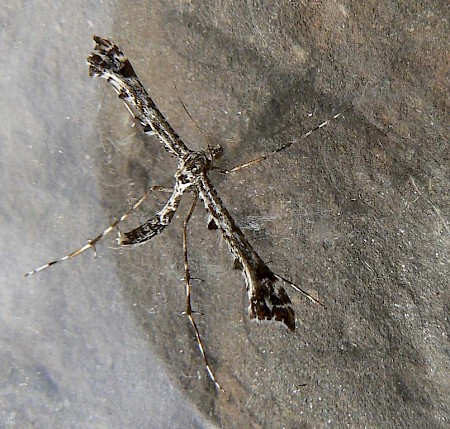 Brindled Plume Amblyptilia punctidactyla