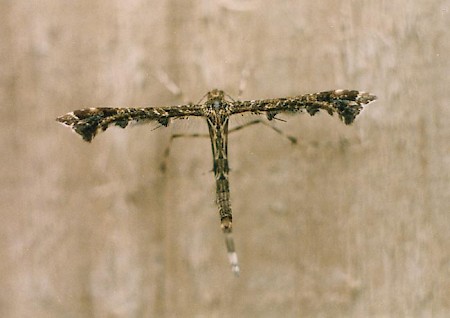 Brindled Plume Amblyptilia punctidactyla