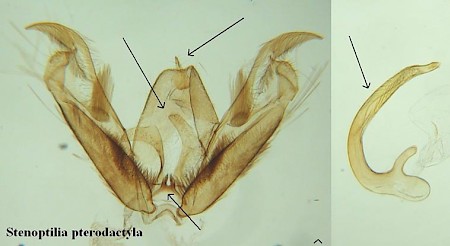 Brown Plume Stenoptilia pterodactyla