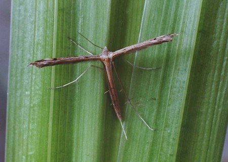 Twin-spot Plume Stenoptilia bipunctidactyla